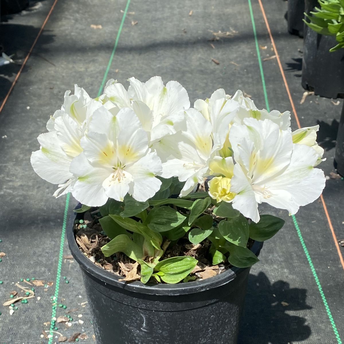 この世で一番愛しい記憶 / ALSTROeMERIA / kaoling この世で一番愛しい記憶 / ALSTROeMERIA / kaoling ALSTROeMERIA (东方