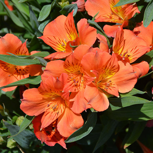 Alstroemeria colorita Orange