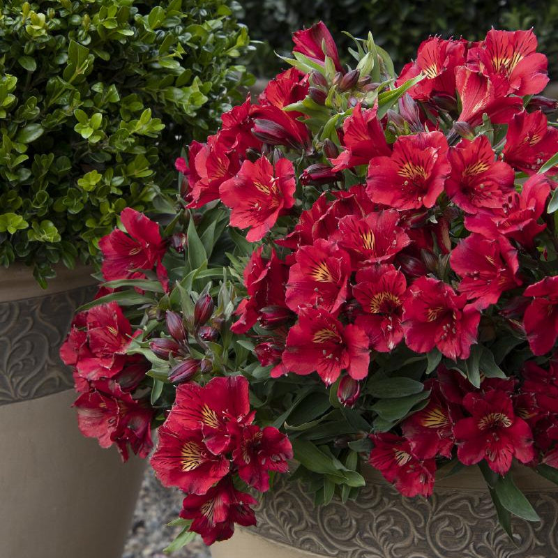 Alstroemeria colorita Red