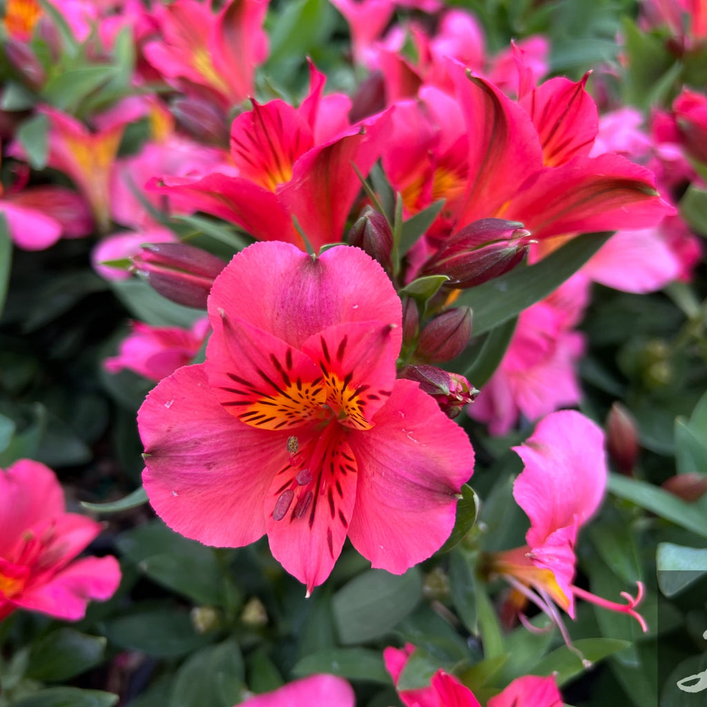 Alstroemeria Colorita 'Elaine' (pink)