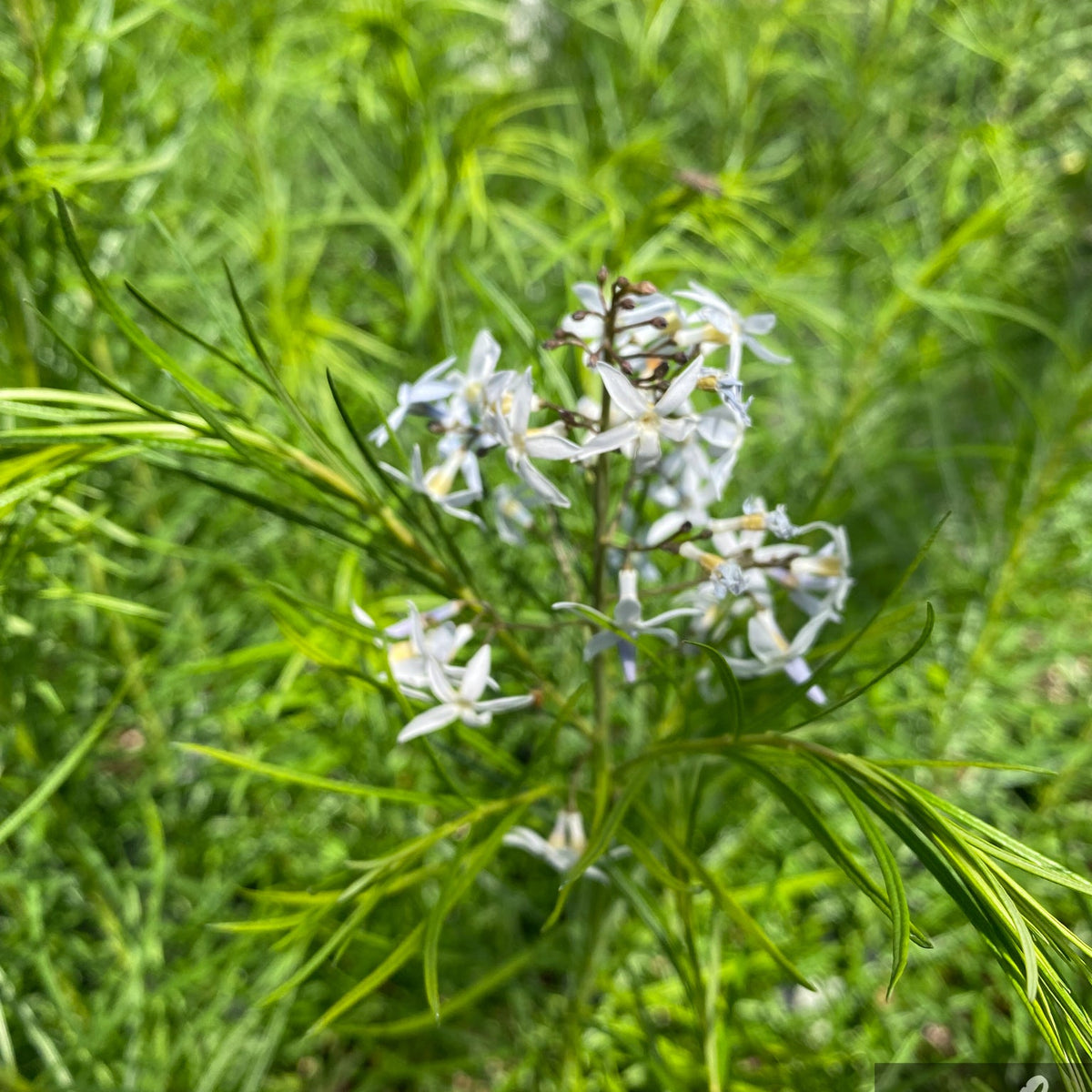 Amsonia hubrichtii