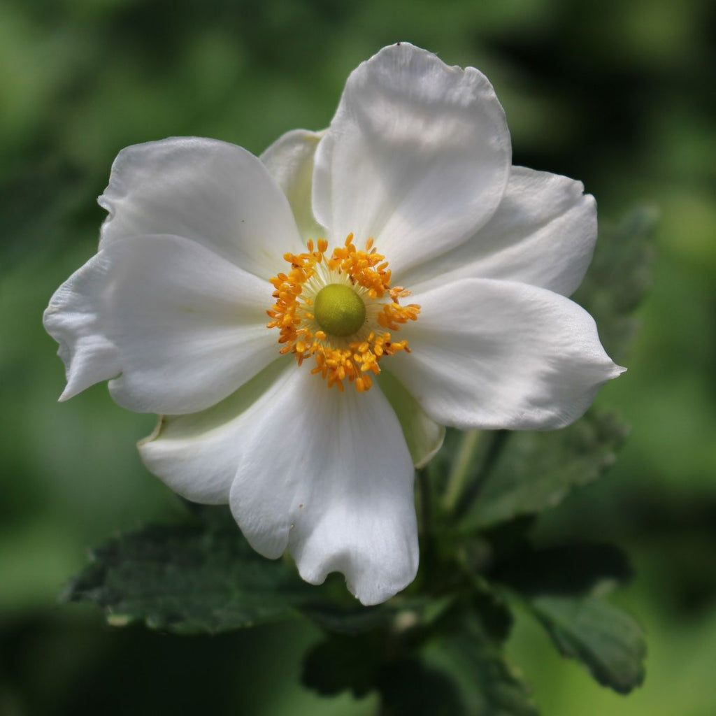 Anemone x hybrida 'Honorine Jobert' (white)