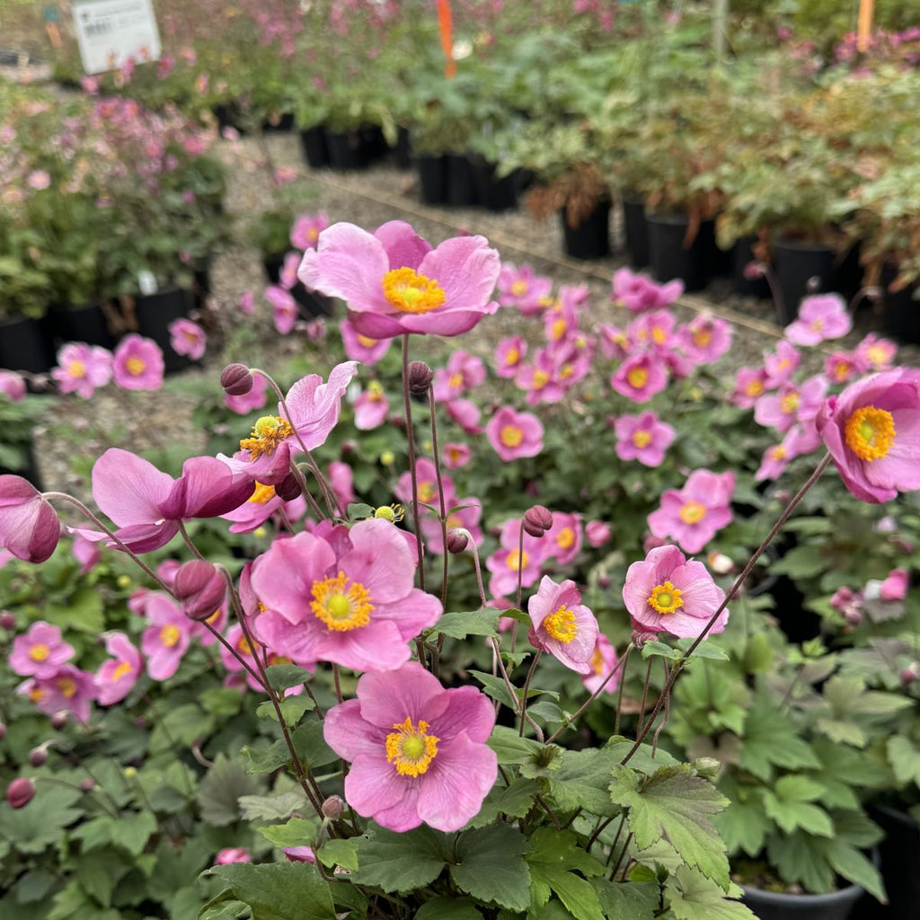 Anemone x hybrida 'Lucky Charm' (dark pink)