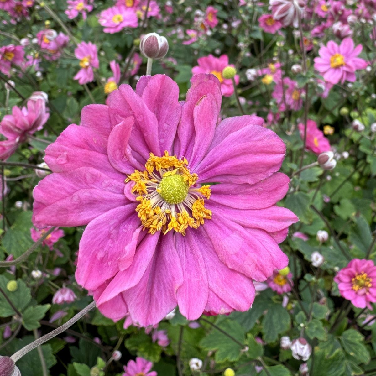 Anemone x hybrida 'Pamina' (red)