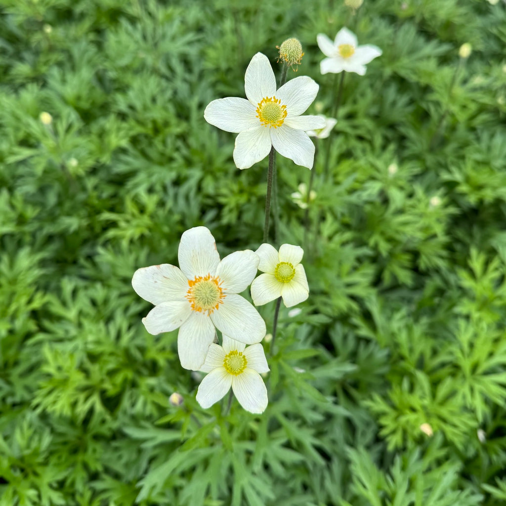 Anemone x hybrida 'Spring Beauty White' PP32200 (cream)