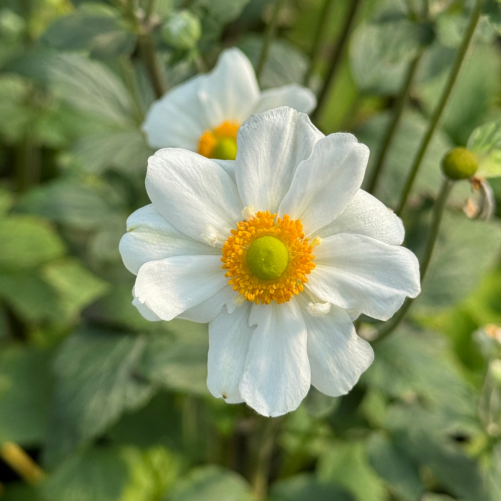 Anemone x hybrida 'Whirlwind' (white)