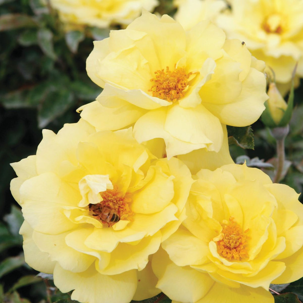 Rosa flor. Anthony Meilland™ (yellow)