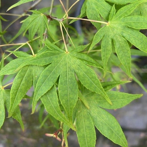 Acer palmatum 'Ao shime no uchi' (CG)