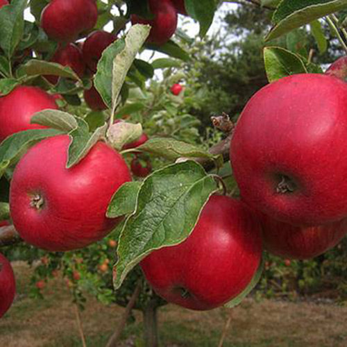 Fruit, Apple 'Akane' (Dwarf)