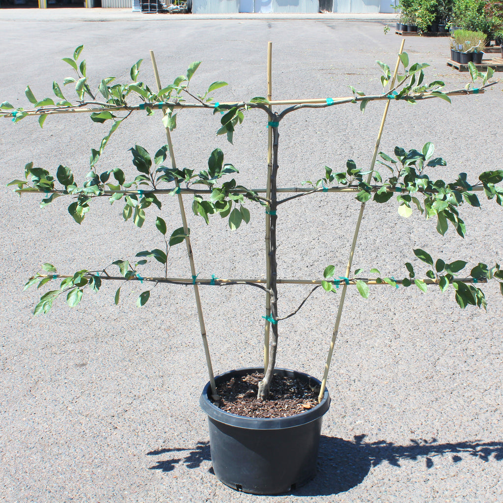 Fruit, Apple, ESPALIER 'Akane/Honeycrisp/Liberty'