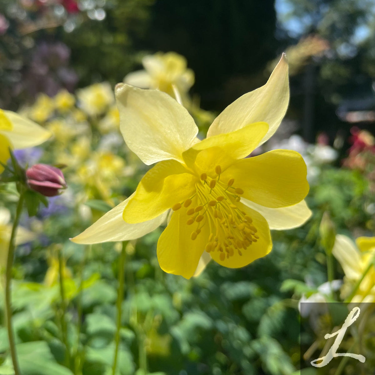Aquilegia Caerulea 'Songbird Mix'