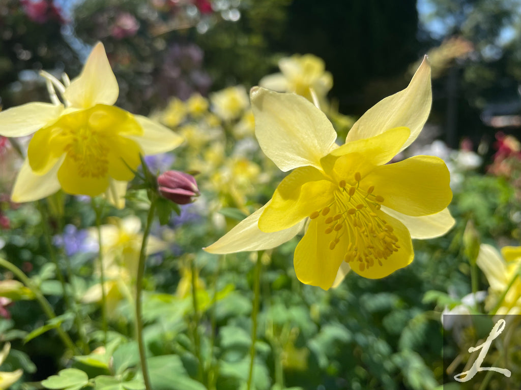 Aquilegia Caerulea 'Songbird Mix'