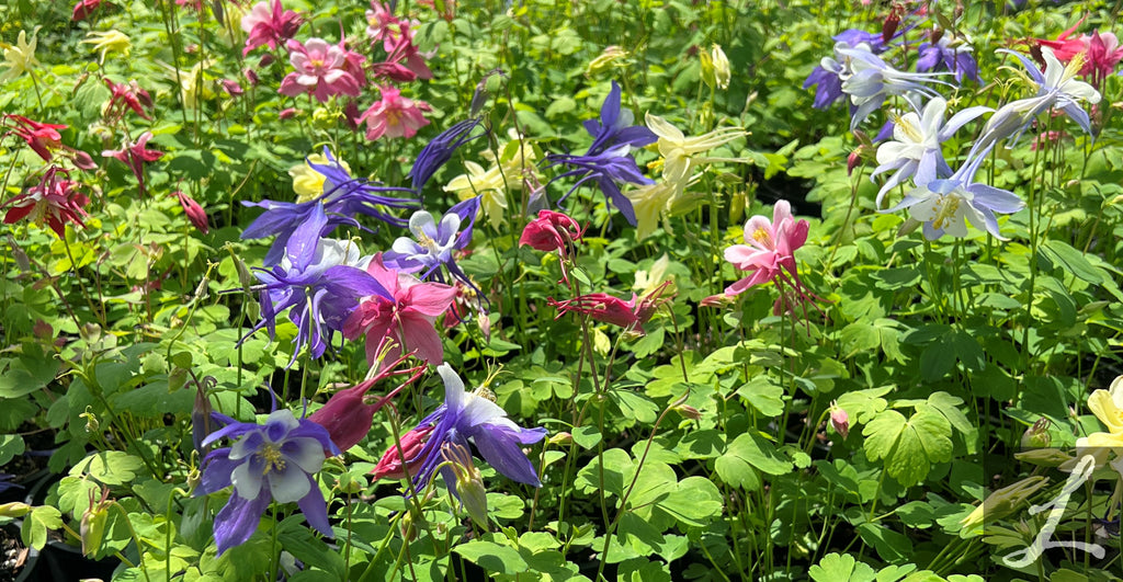Aquilegia caerulea 'Kirigami mix'