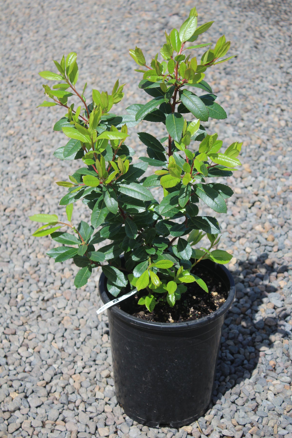 Arbutus unedo 'Compacta'