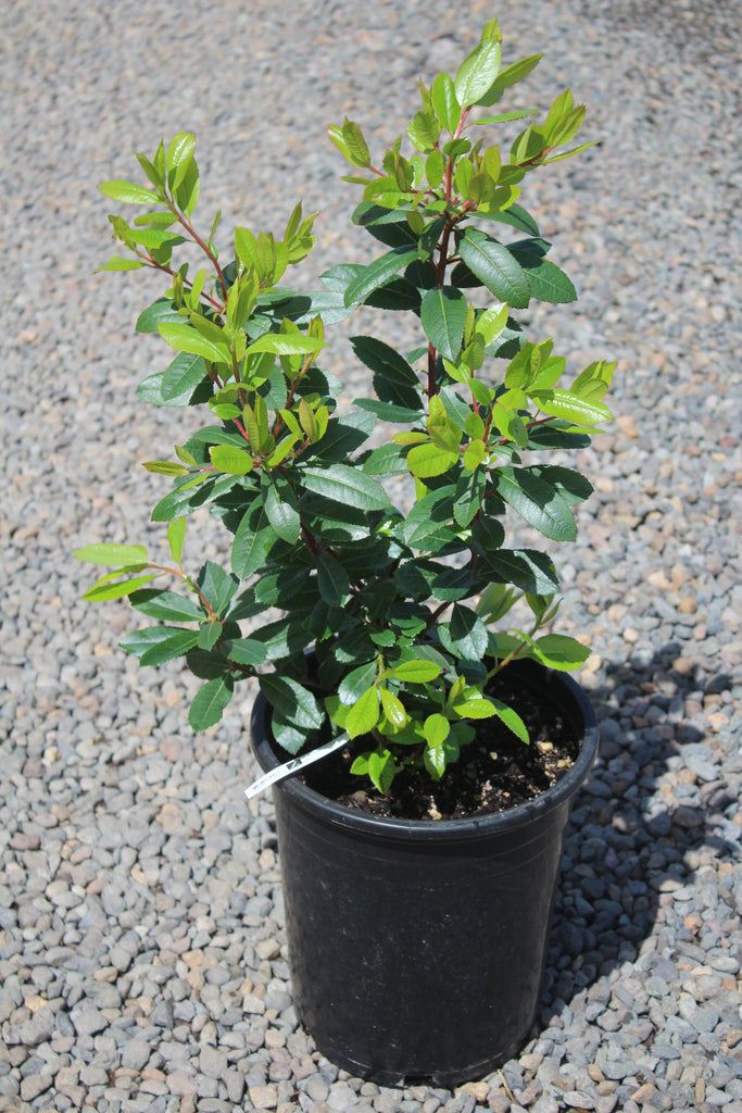 Arbutus unedo 'Compacta'