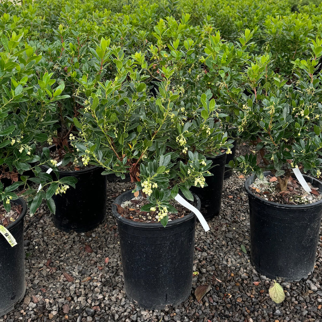 Arbutus unedo 'Compacta'