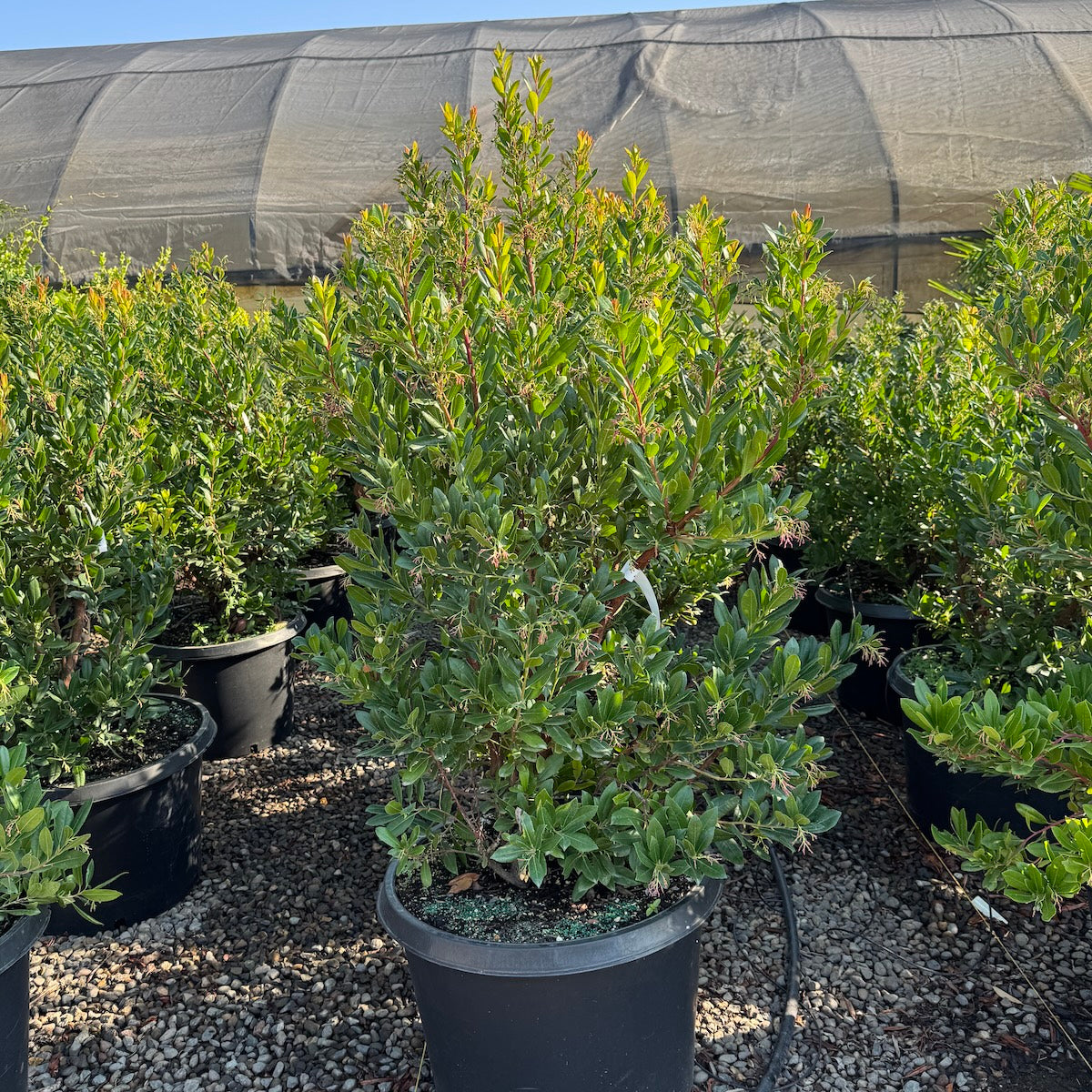Arbutus unedo 'Compacta'