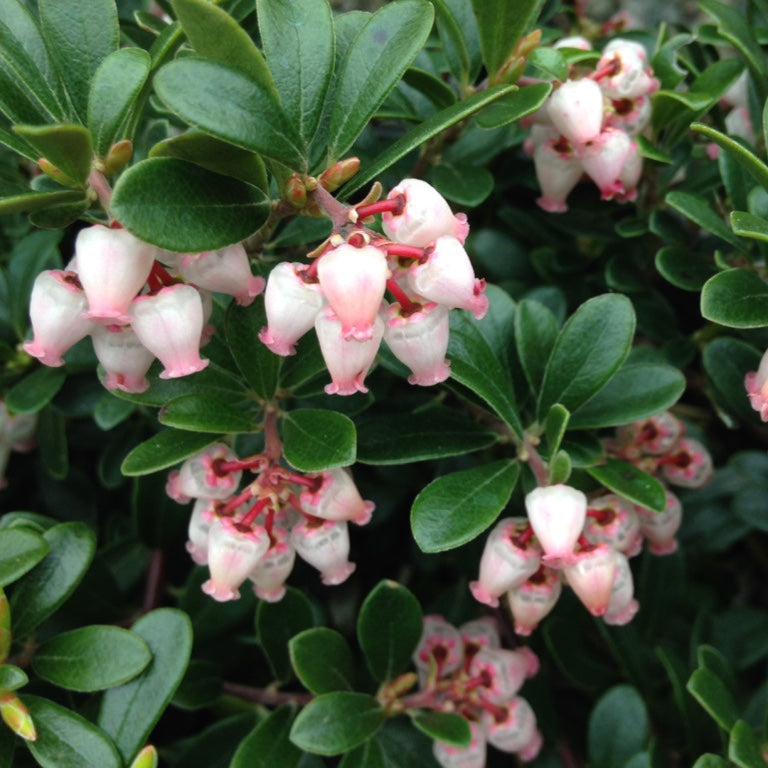 Arctostaphylos u-u. 'Vancouver Jade'