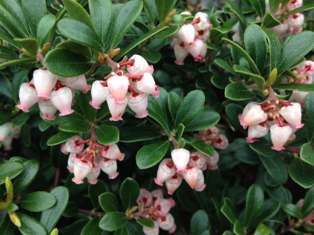 Arctostaphylos u-u. 'Vancouver Jade'
