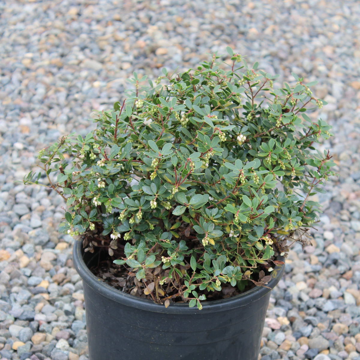Arctostaphylos e. 'Emerald Carpet'