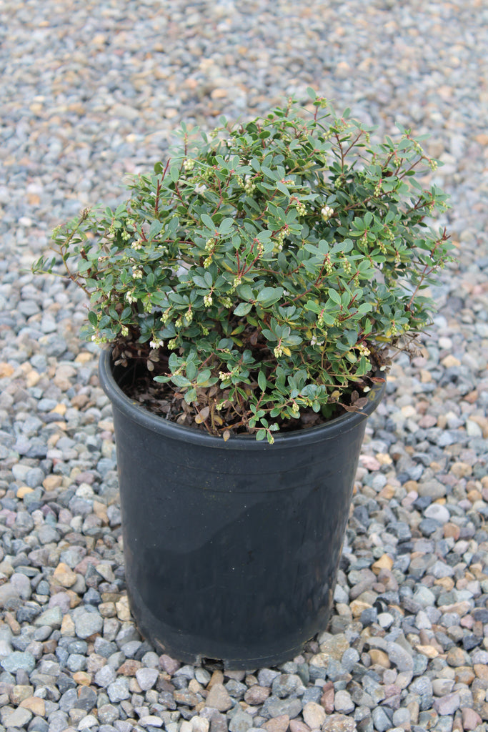 Arctostaphylos e. 'Emerald Carpet'