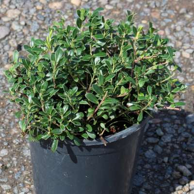 Arctostaphylos u-u. 'Massachusetts'