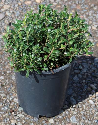 Arctostaphylos u-u. 'Massachusetts'