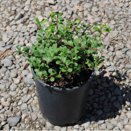 Arctostaphylos uva-ursi