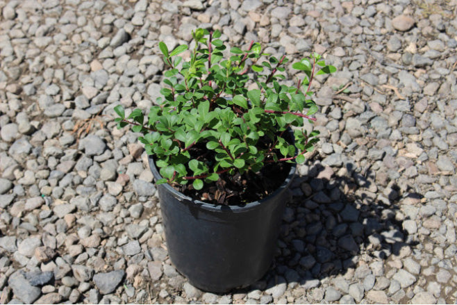 Arctostaphylos uva-ursi