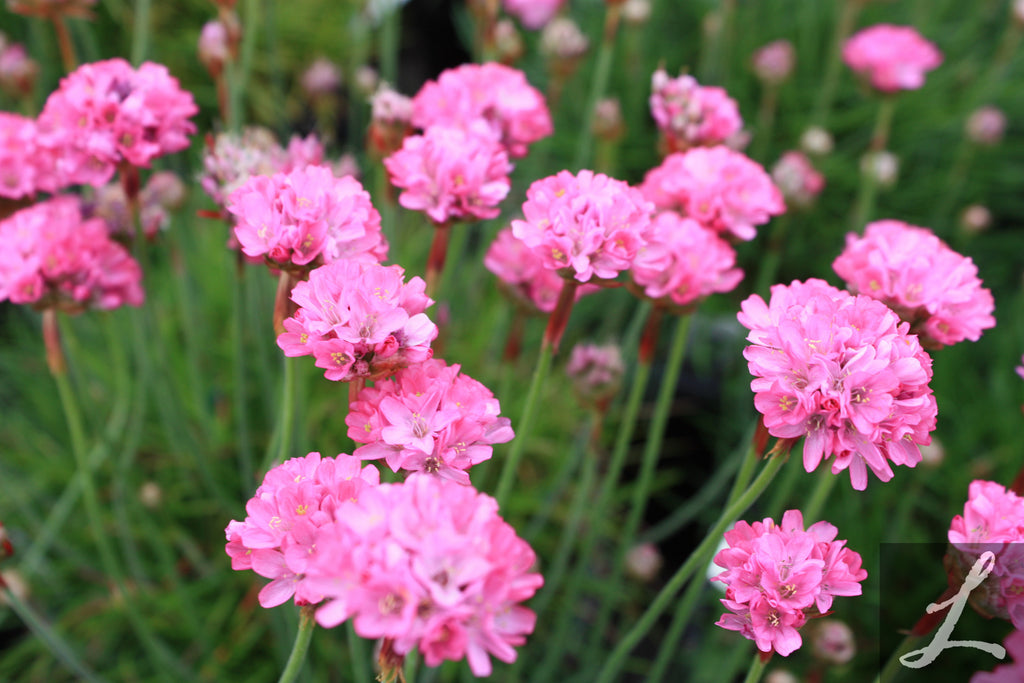 Armeria maritima 'Splendens'