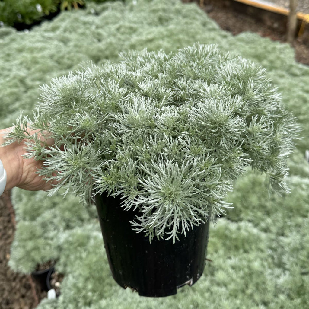 Artemisia schmidtiana 'Silver Mound'