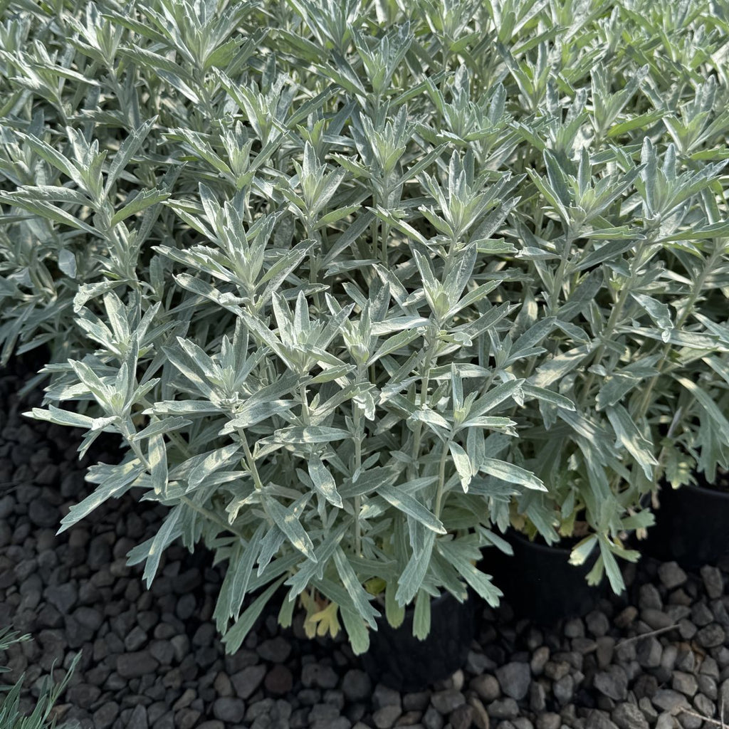 Artemisia x 'Garden Ghost' PP33773