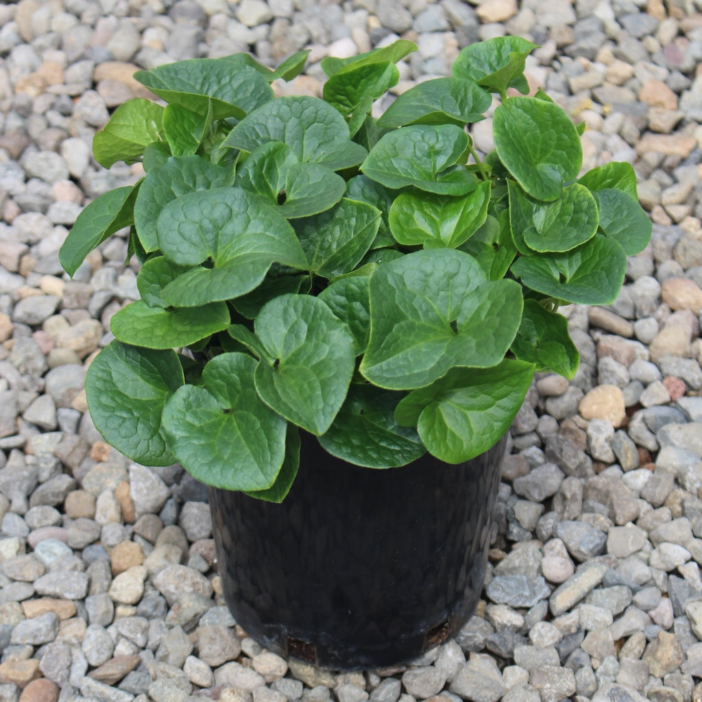 Asarum caudatum