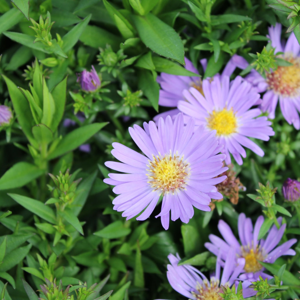 Aster 'Wood's Light Blue'