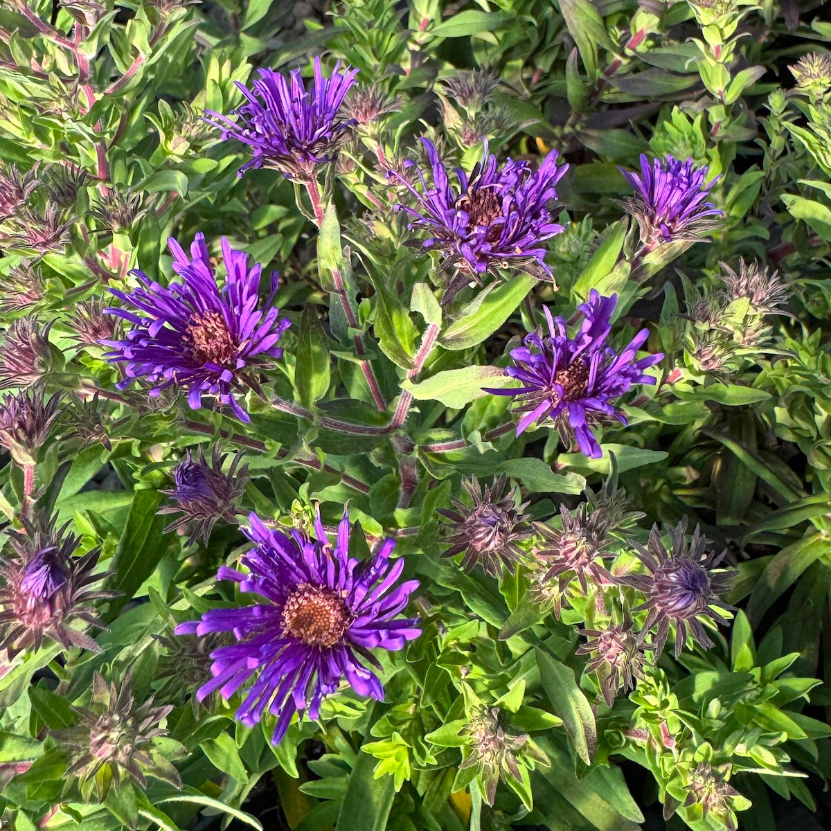 Aster novae-angliae 'Grape Crush' PPAF