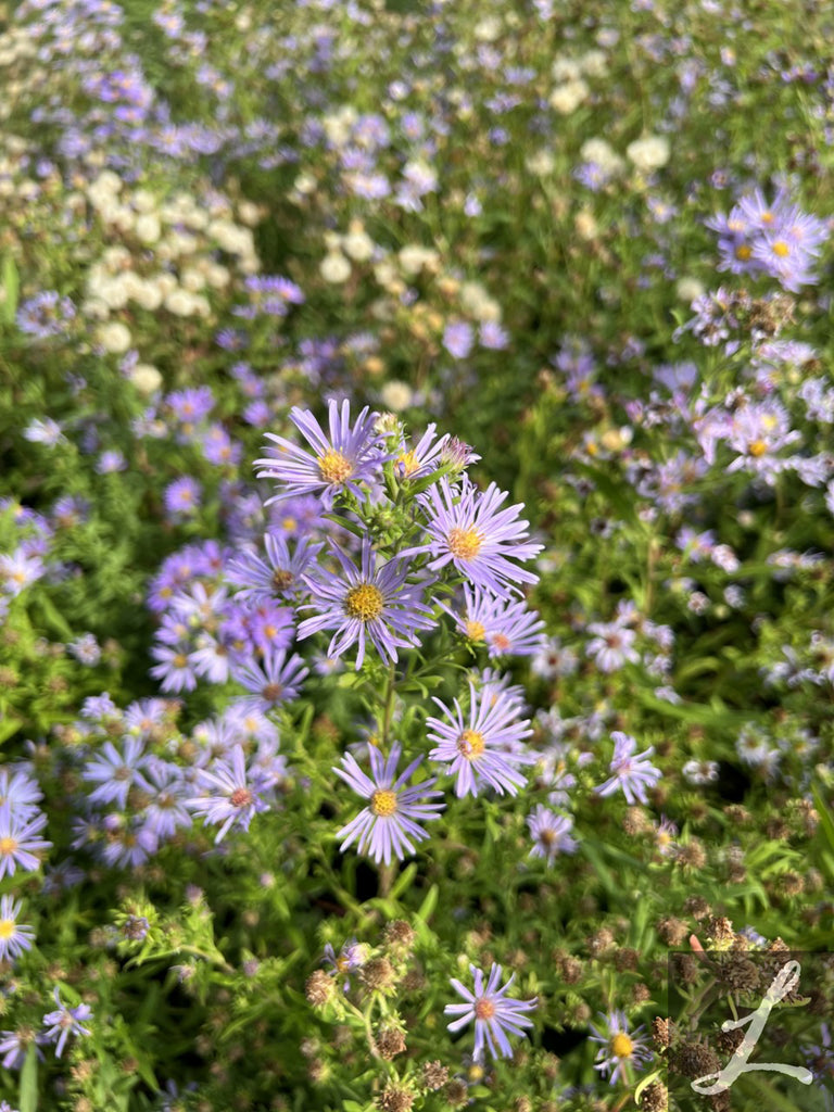 Aster subspicatus