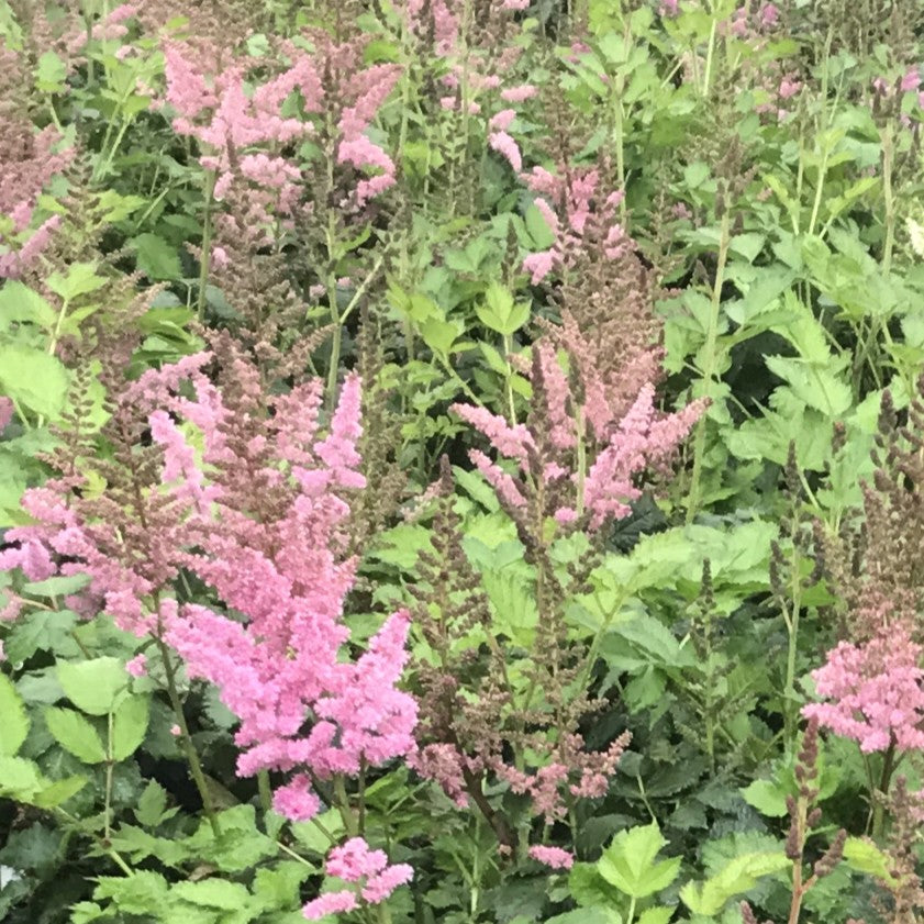Astilbe c. 'Little Visions in Pink' PP21886 (pink)