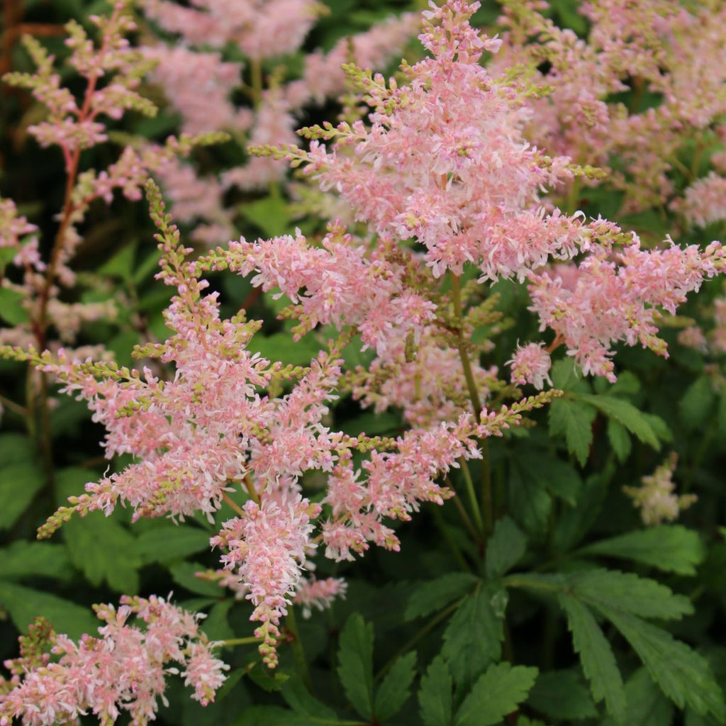 Astilbe 'Sugarberry' PP20674 (pink)