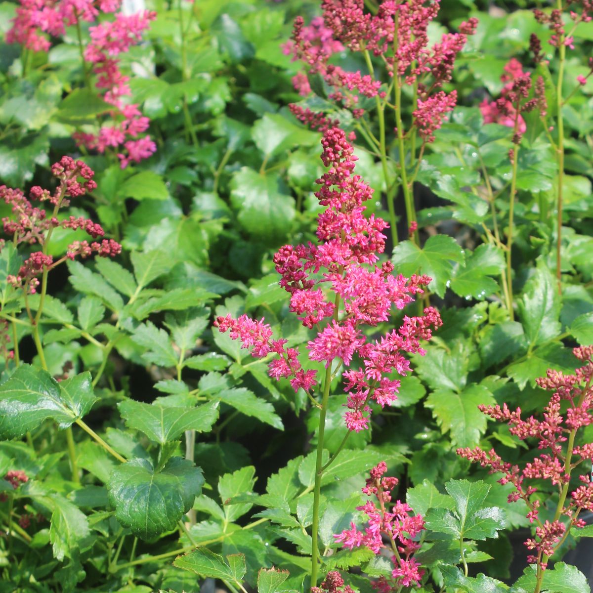 Astilbe 'Younique Ruby Red' ™ PP23143 (red)