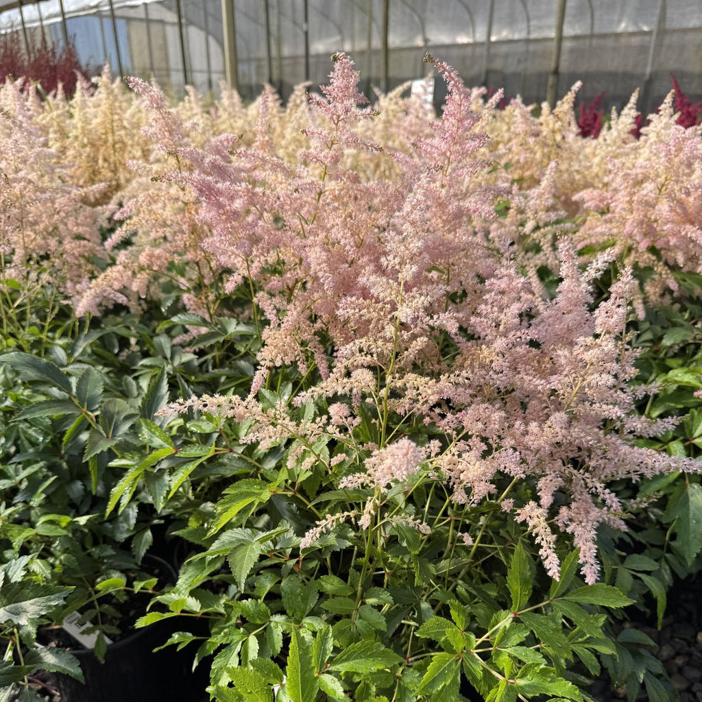 Astilbe 'Younique Silvery Pink'™ PP20656 (pink)