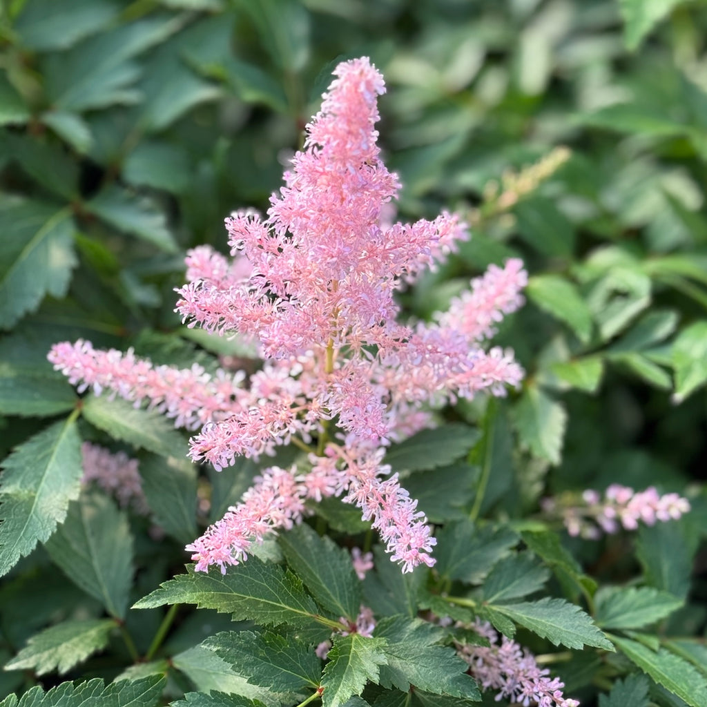 Astilbe 'Younique Silvery Pink'™ PP20656 (pink)