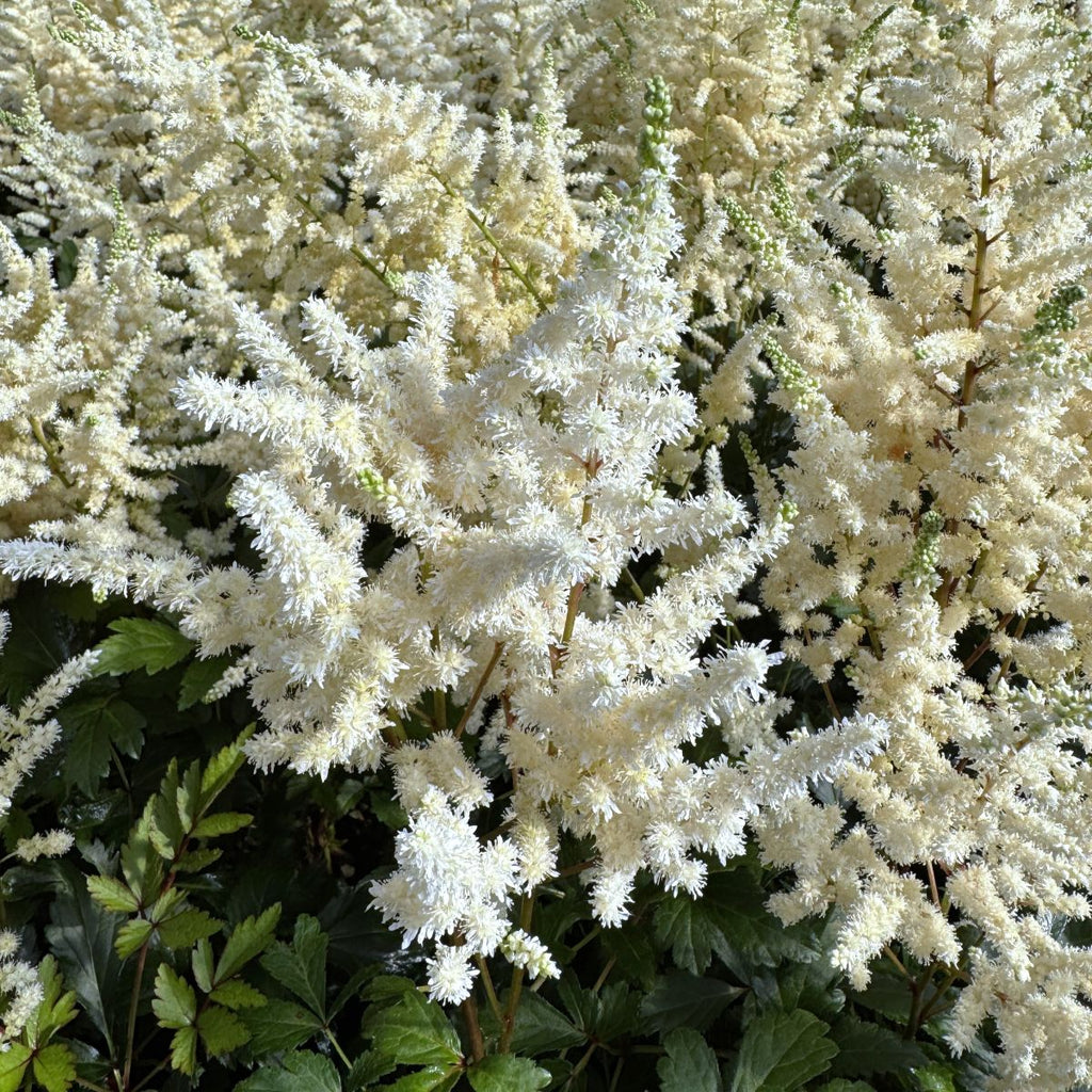 Astilbe 'Younique White' ™ PP19845 (white)