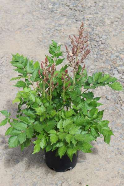 Astilbe c. 'Little Visions in Pink' PP21886 (pink)