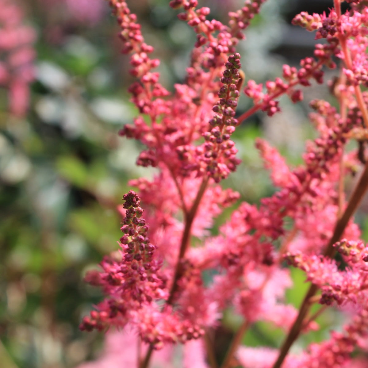Astilbe c. 'Lowlands Ruby Red' (red)