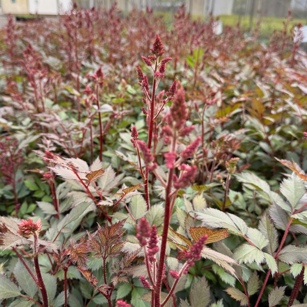 Astilbe c. 'Lowlands Ruby Red' (red)