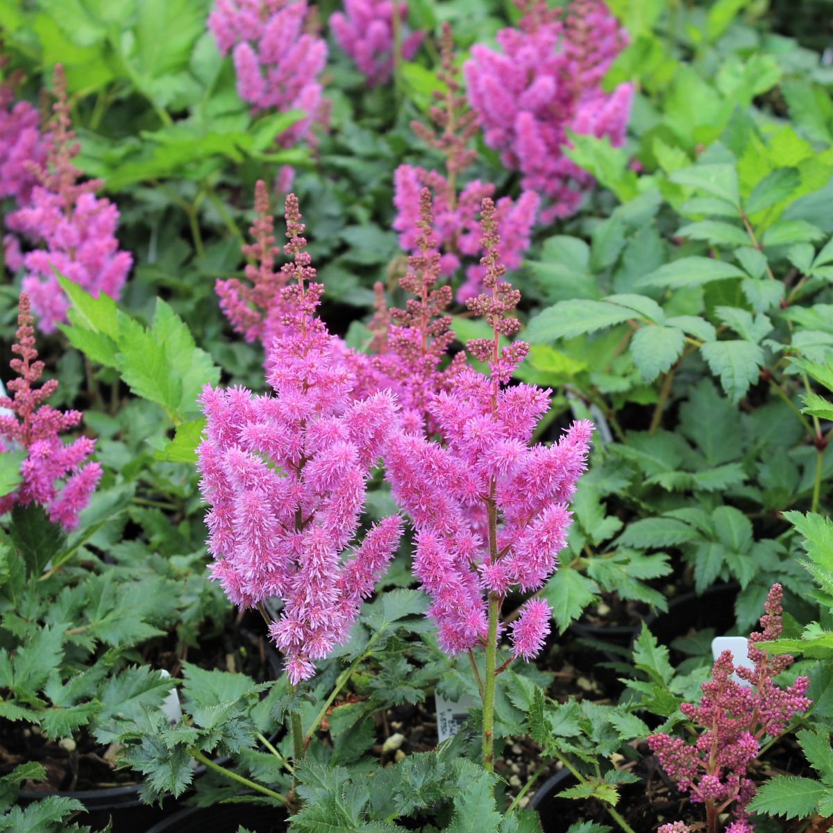 Astilbe c. 'Visions' (raspberry pink)