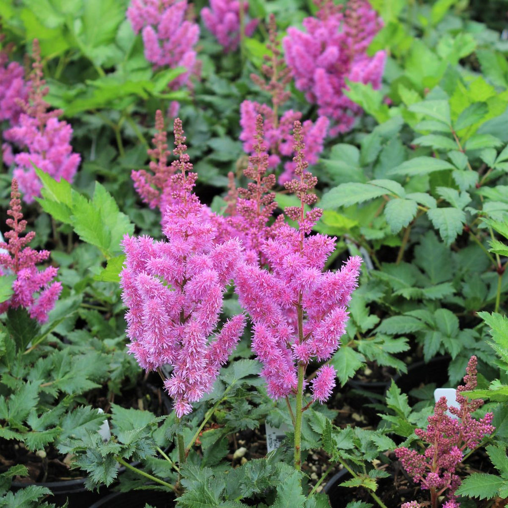 Astilbe c. 'Visions' (raspberry pink)