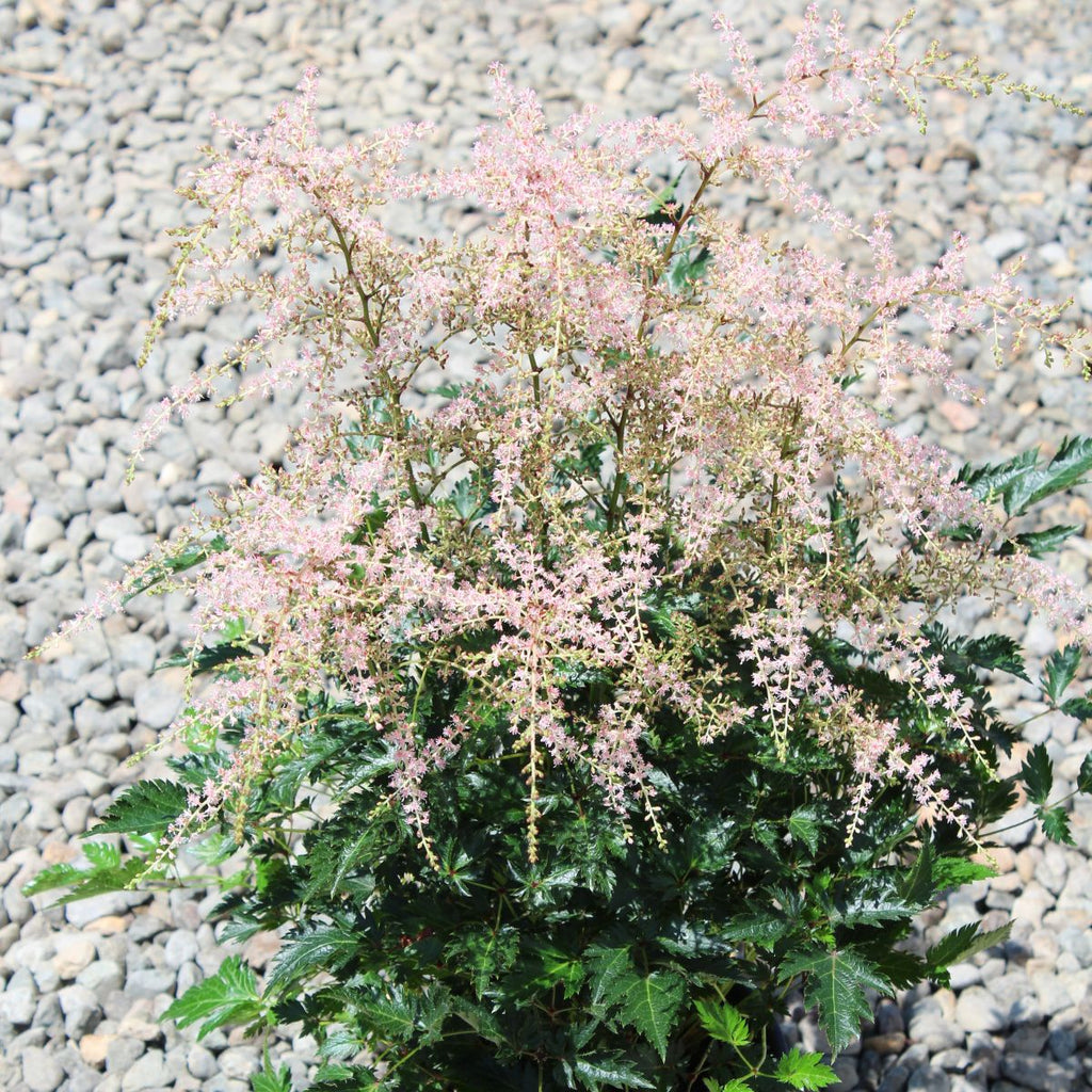 Astilbe simplicifolia 'Sprite' (pink)