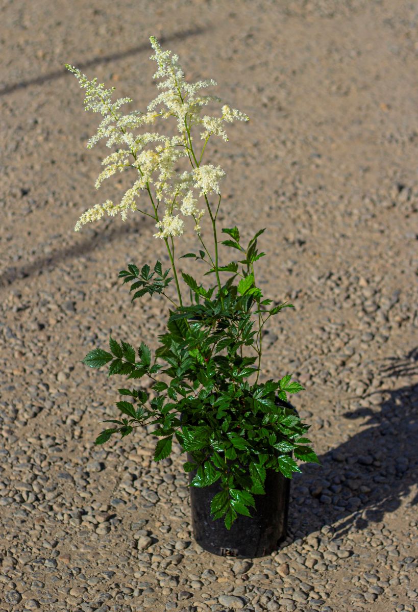 Astilbe x a. 'Bridal Veil' (white)