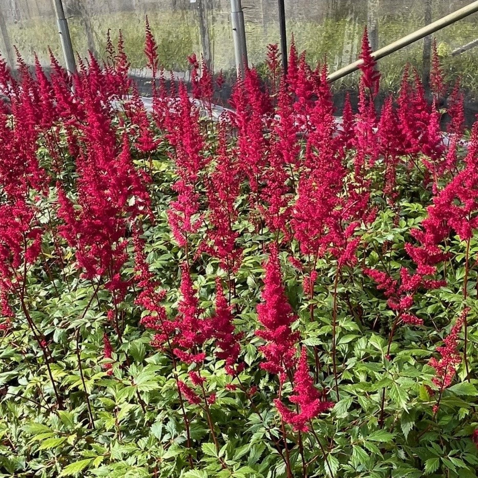 Astilbe x a. 'Fanal' (red)